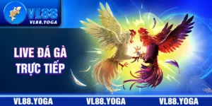 live đá gà trực tiếp