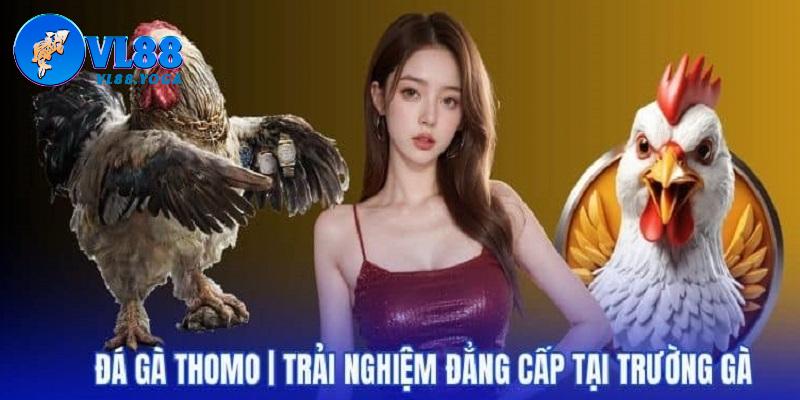 Đá gà Thomo là lựa chọn hàng đầu tại Live đá gà trực tiếp
