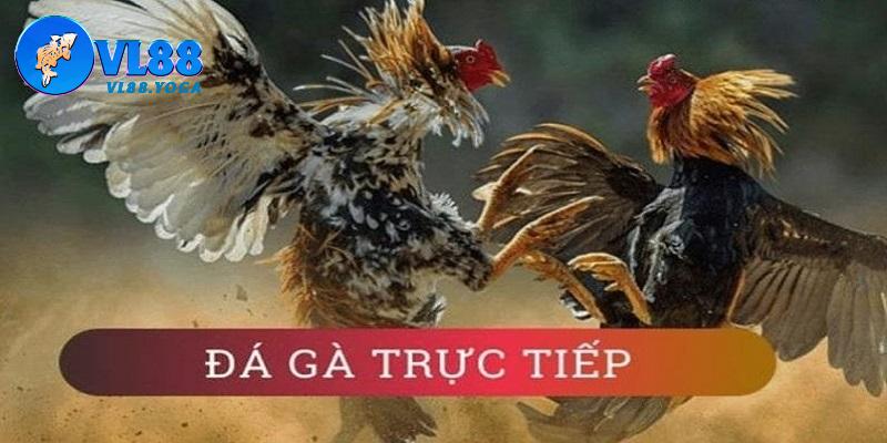 Một số điều cần biết về hình thức Live đá gà trực tiếp