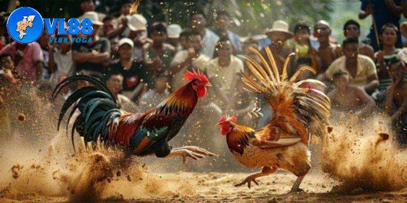 Sơ lược giới thiệu về sân chơi trực tiếp đá gà 67