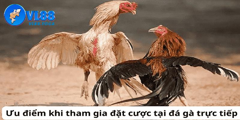 Tham gia trực tiếp đá gà 67 mang đến những lợi điểm vượt trội cho kê thủ