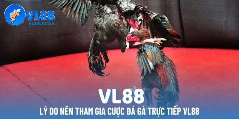 VL88 là điểm đến hàng đầu cho người chơi trải nghiệm trực tiếp đá gà 67